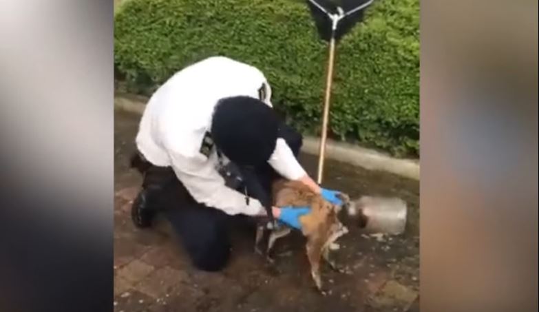 Shpëtohet dhelpra e gjetur me kokë të ngujuar në shishe plastike (VIDEO)