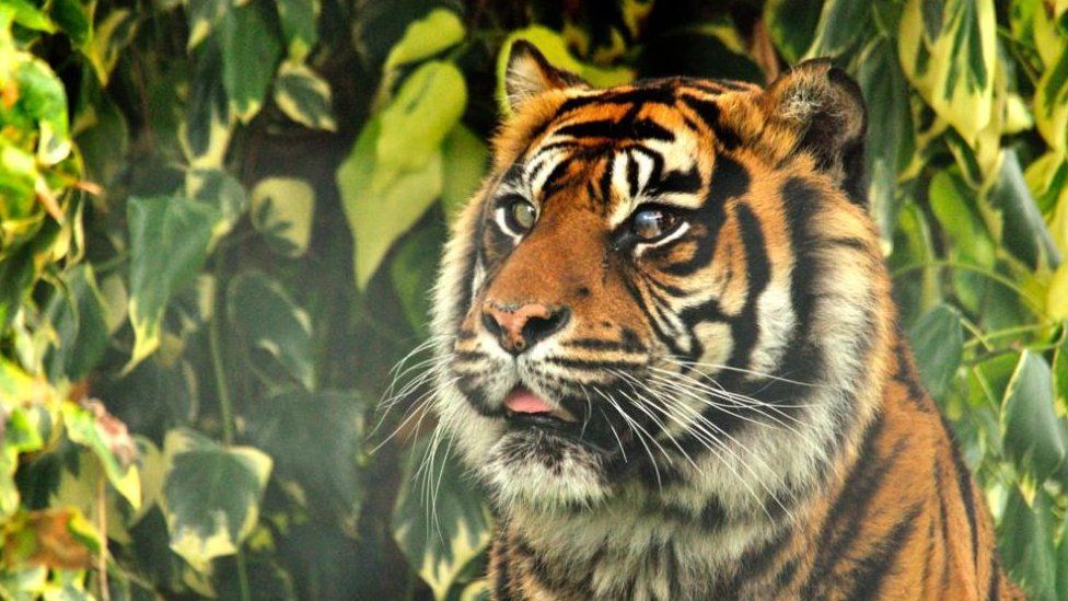 Ia shpëtuan syrin tigrit - veterinari i Kembrixhit kryen operacionin e parë të këtij lloji