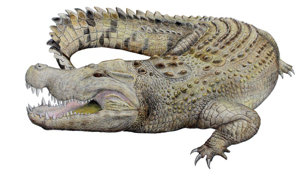 Zbulohet një specie e re e zhdukur e krokodilit