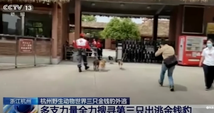 Leopardët arratisen nga kopshti zoologjik në Kinë (VIDEO)