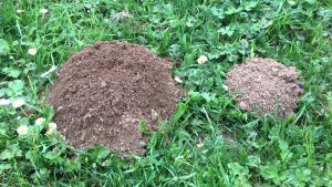 Këshilla që ju ndihmojnë t’i mbani larg urithët