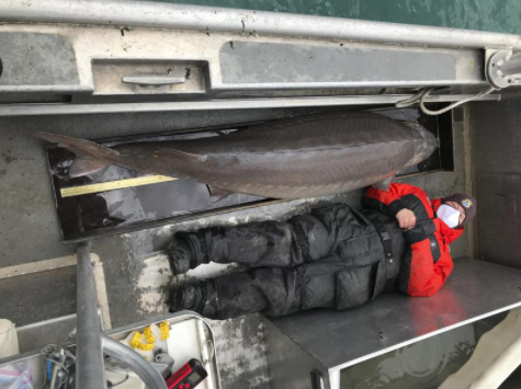 Në lumin Detroit kapet një peshk mbi 100 vjet i vjetër me peshë 108 kilogramë