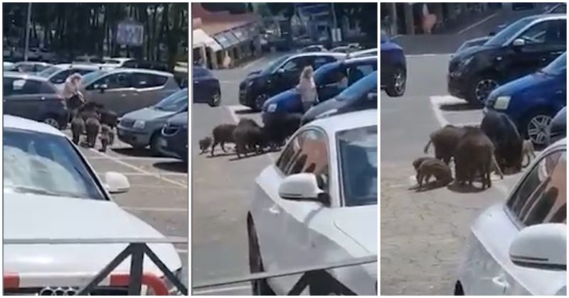 Pas shopingut, italianes ia vjedhin ushqimin derrat e egër (VIDEO)