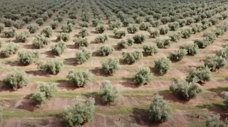 Spanja me ullishtet e vjetra aplikon në UNESCO (VIDEO)