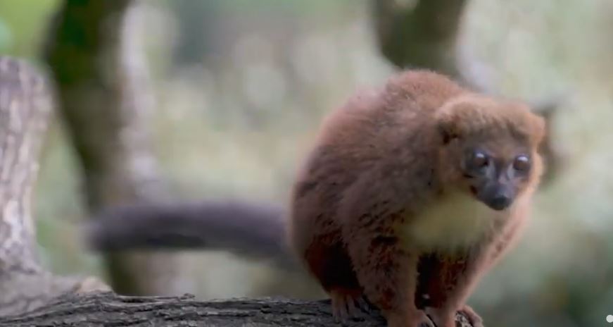 Kopshti zoologjik feston për lindjen e lemurit të rrallë (VIDEO)