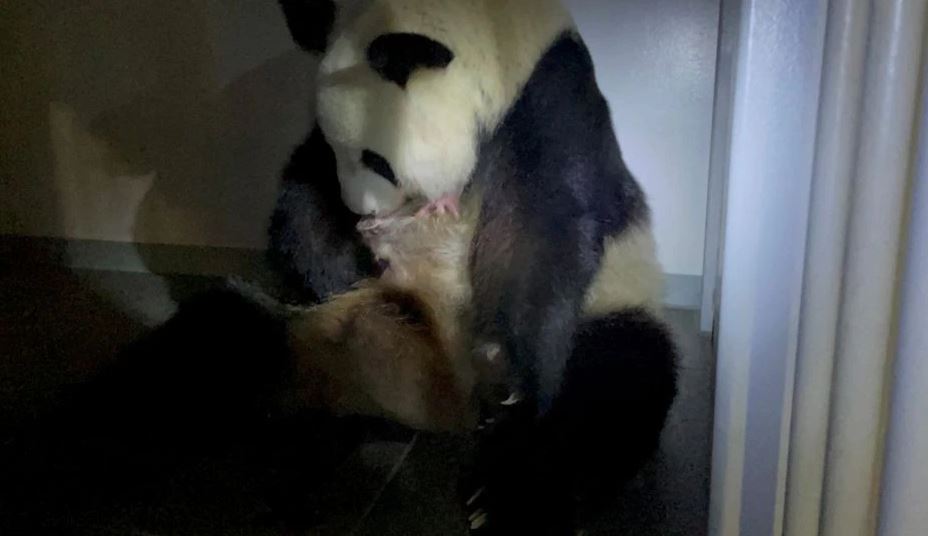 Panda gjigante lind këlyshë binjakë në kopshtin zoologjik të Tokios