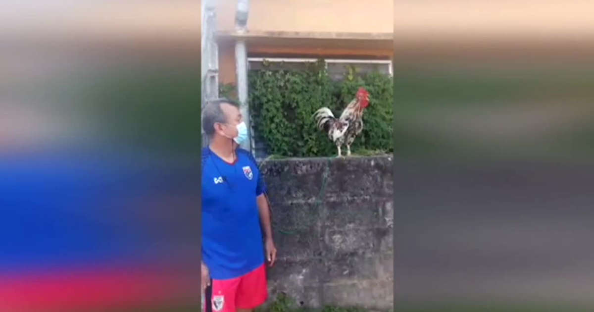 Gjeli lëshon tinguj të qeshurash ndërsa këndon (VIDEO)