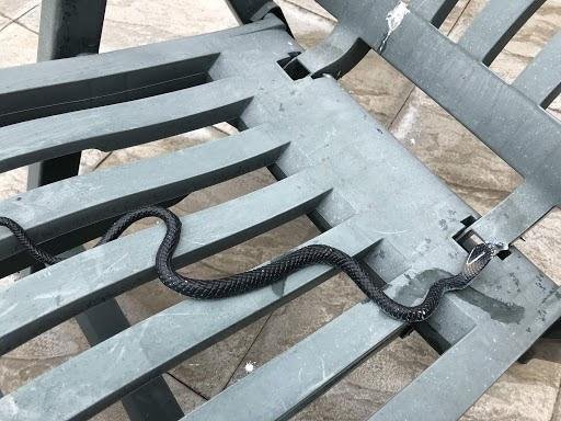 Shpëtimtari i kafshëve zbulon se 'mbreti kobra' në kopsht ishte një lodër plastike