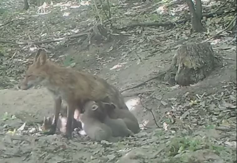 Dhelpra xhirohet duke i ushqyer të vegjlit diku në malet e Kosovës (VIDEO)