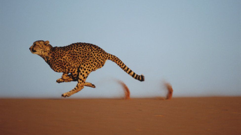 Cheetah: Macja më e shpejtë në botë po kthehet në Indi (FOTO)