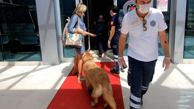 Qeni besnik nuk e lë pronaren vetëm, ndjek autoambulancën deri në spital (VIDEO)