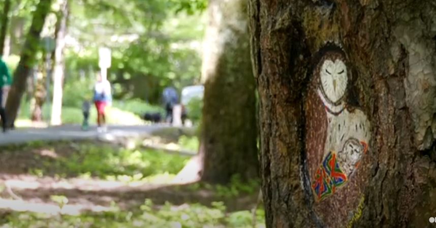 "Picasso në park", pemët e dëmtuara zbukurohen me punë artistike (VIDEO)