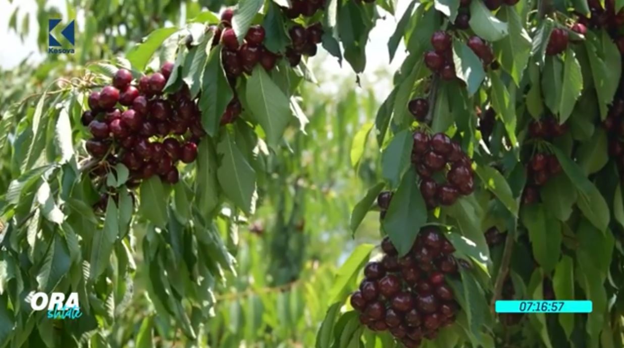 Qershitë e Suharekës, ëmbëlsia e fillimit të verës (VIDEO)