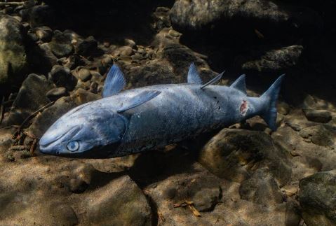 Rrezikohet specia e salmonëve, si pasojë e temperaturave të ujit nga vala e nxehtësisë (VIDEO)