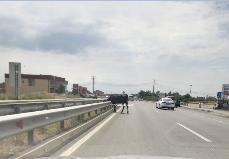 Lopa shëtitet midis rrugës magjistrale Prishtinë-Mitrovicë (FOTO)