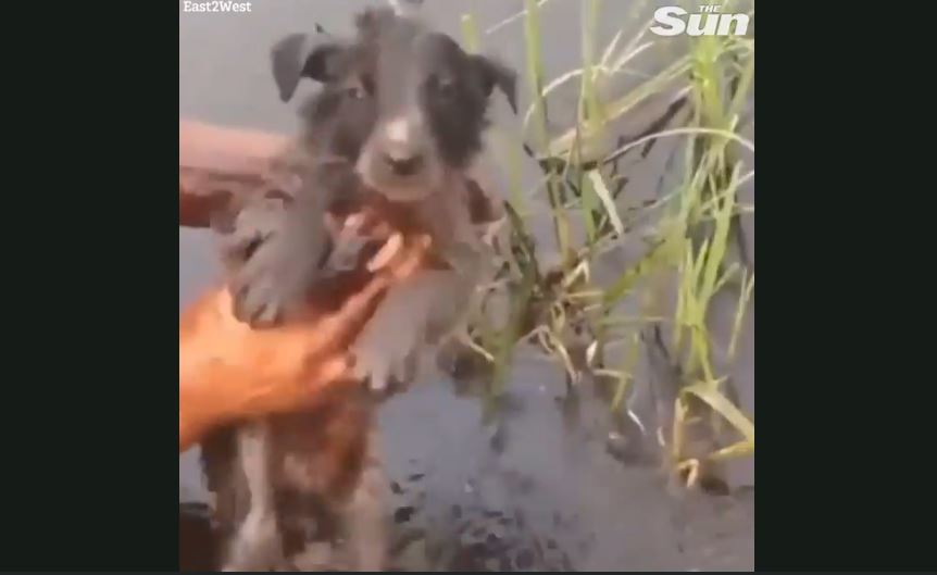 Emocionuese: Qenushja kërkon ndihmë nga dy burra për ta shpëtuar këlyshin e saj (VIDEO)