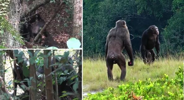 Shimpanzetë për herë të parë në histori vrasin gorilla