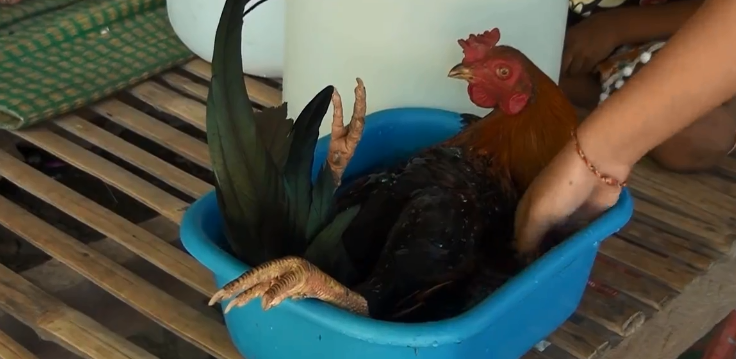 Gjeli rri si ‘foshnje’ kur lahet në vaskë (VIDEO)