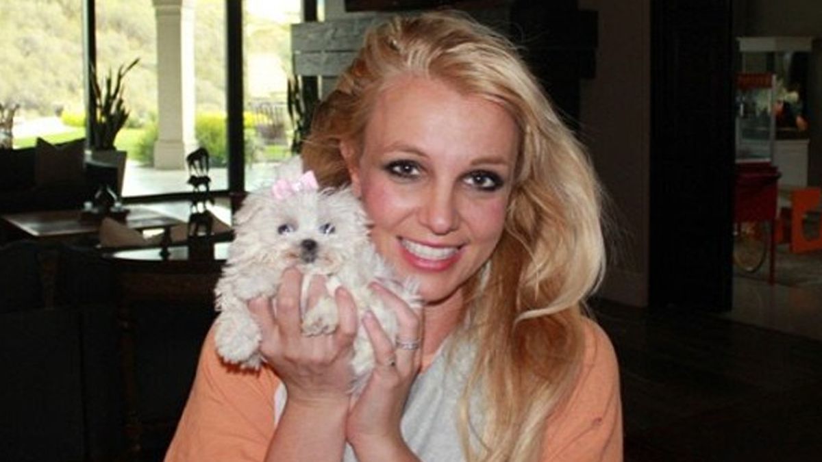 Britney Spears bashkohet me qentë e saj, ishin të sëmurë