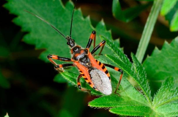 Ç’duhet të dini për virusin vdekjeprurës i cili bartet nga “Insekti i puthjes”