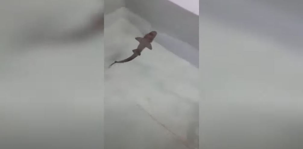 Misteri i lindjes së një peshkaqeni në akuariumin ku mbahen vetëm peshkaqenë femra (VIDEO)