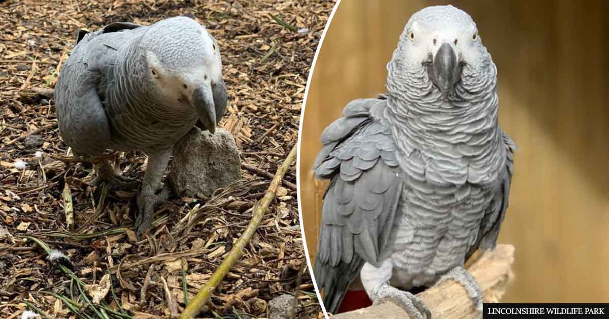 Pesë papagaj ndahen në Kopshtin Zoologjik pasi inkurajuan njëri-tjetrin të ofendojnë vizitorët!
