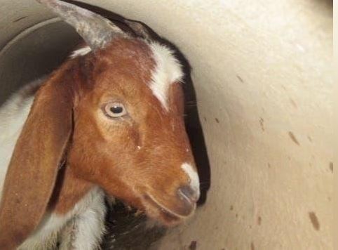 Shpëtohet dhia pas një operacioni dy-ditor, kishte rënë në një tub vaditjeje të Arizonës