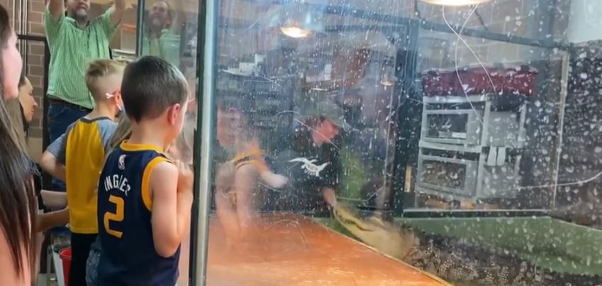 Video dramatike, aligatori sulmon trajneren e tij, shpëtohet nga një vizitor (VIDEO)