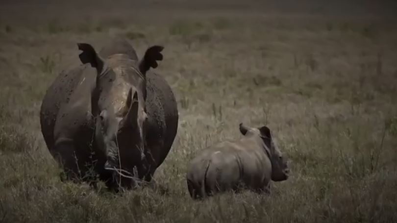 Kenia, vendi ku janë të regjistruara më së shumti lloje të kafshëve
