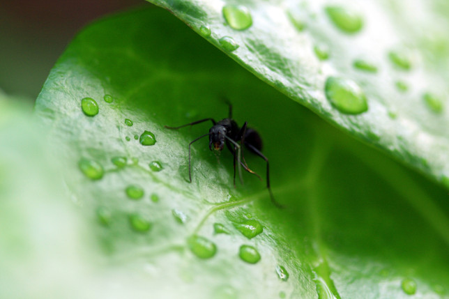 A mund ta parashikojnë motin insektet?