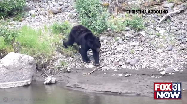 Divani i oborrit bëhet vendstrehim nate për ariun vendas (VIDEO)