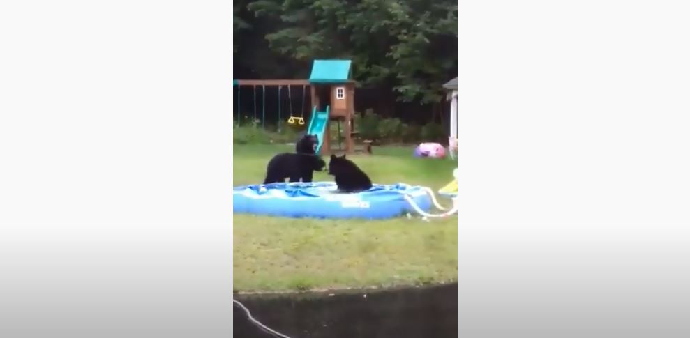 Tre arinj luajnë në pishinën dhe parkun e një shtëpie në ShBA (VIDEO)