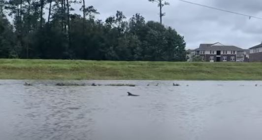 Delfini kapet duke notuar në një lagje të përmbytur të Luizianës (VIDEO)