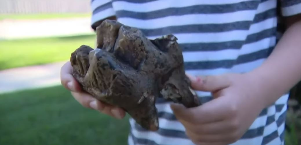 6 vjeçari gjen dhëmb mastodoni 12 mijë vjet të vjetër në Miçigan