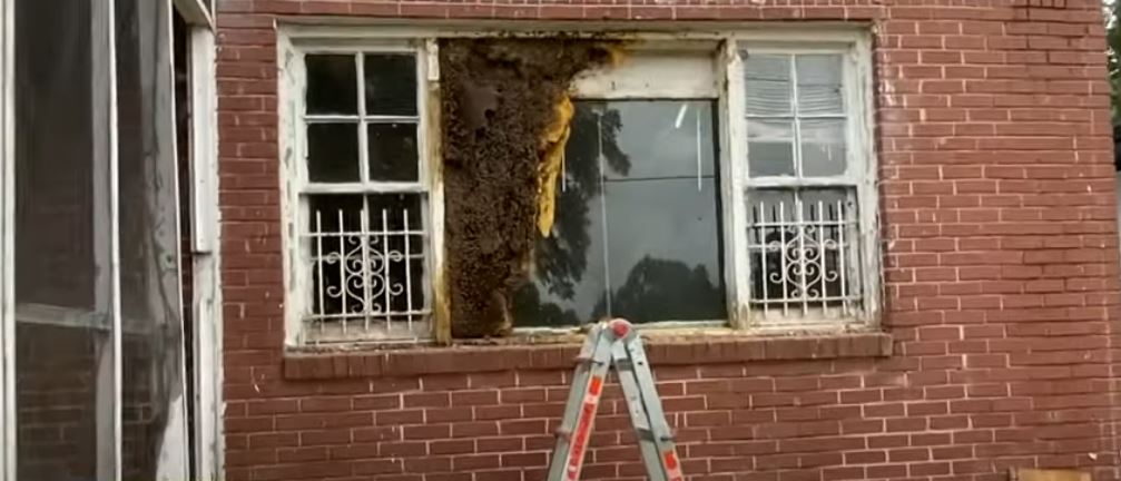 Mijëra bletë u larguan nga shtëpia e pabanuar (VIDEO)
