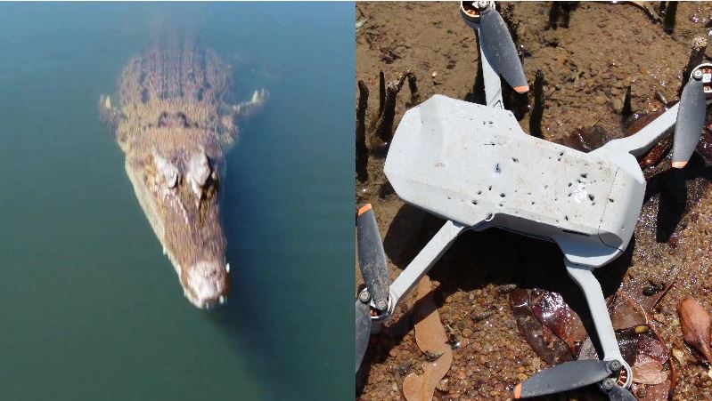 E pazakontë: Krokodili del nga uji dhe rrëmben dronin gjatë xhirimeve (VIDEO)