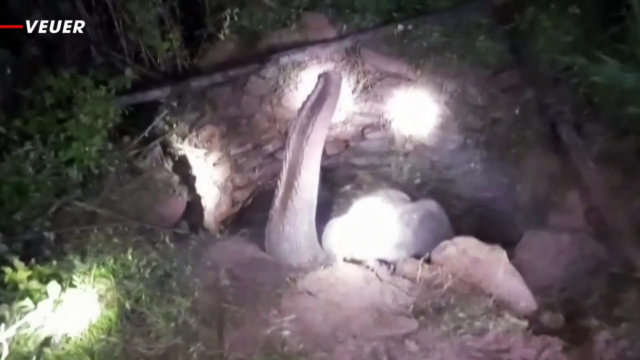 Momenti kur shpëtohet elefanti që ra në gropë (VIDEO)