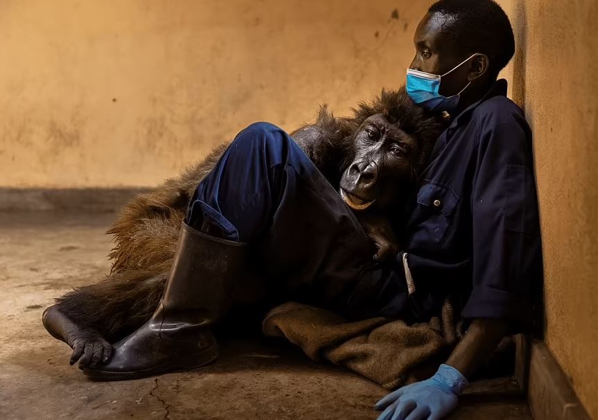 Gorilla që u bë sensacion mbarëbotëror, ngordh e mbërthyer në krahët e njeriut që e shpëtoi