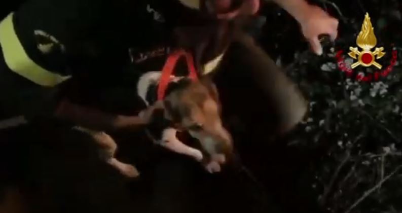 Për pesë orë zjarrfikësit mezi e shpëtuan qenin që ra në gropë (VIDEO)