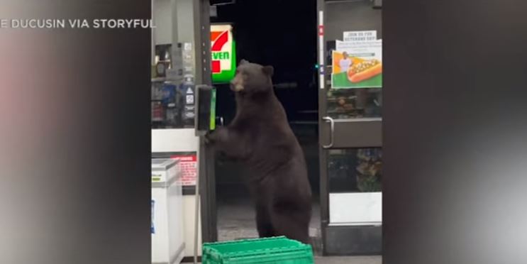 Ariu i uritur hyn në dyqan, frikëson punëtoren (VIDEO)