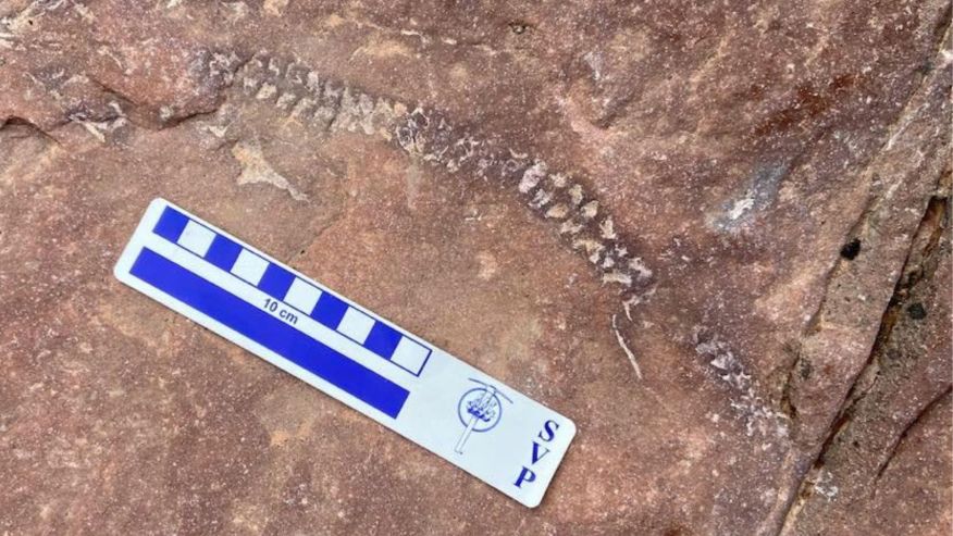 Gjendet një skelet 290 milionë vjeçar në ShBA
