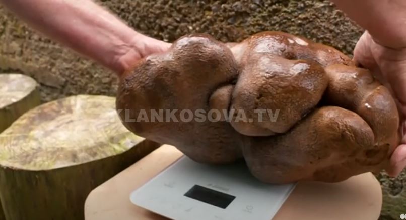 Peshon rreth 8 kilogramë, a është kjo patatja më e madhe në botë? (VIDEO)