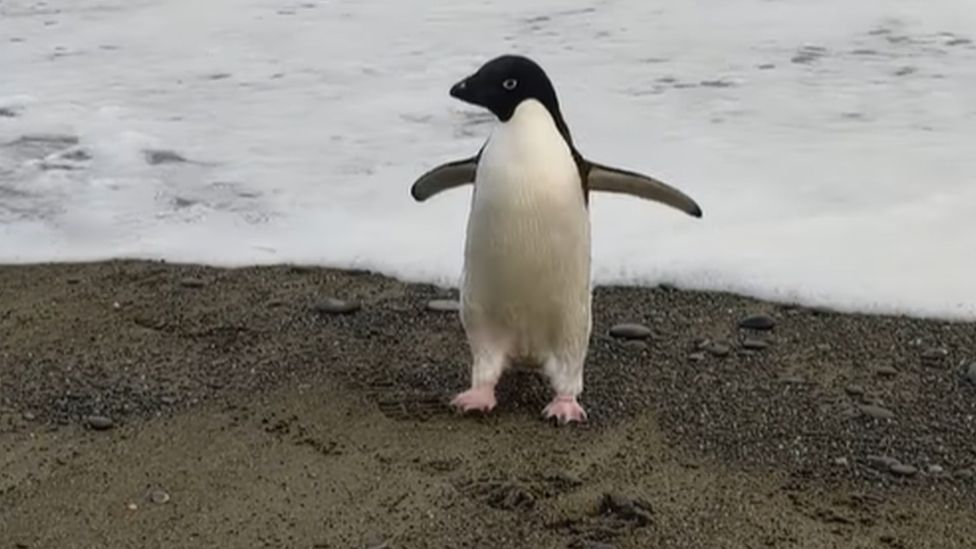 Pinguini udhëton aksidentalisht 3000 kilometra (FOTO)