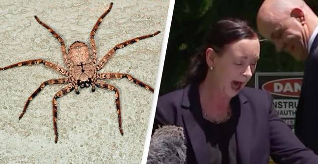 Merimanga e madhe ndërpret konferencën për shtyp të ministres australiane (VIDEO)