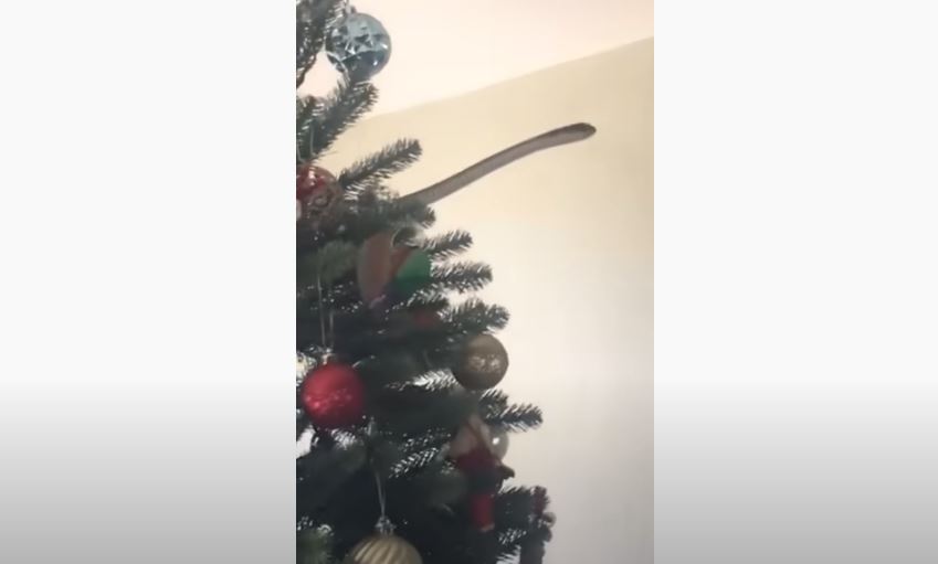 Familja gjen një gjarpër helmues në pemën e tyre të krishtlindjes (VIDEO)