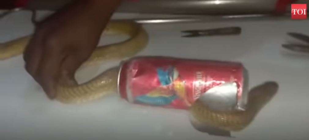 Shpëtohet kobra me kokën e ngulitur në kanaçe (VIDEO)