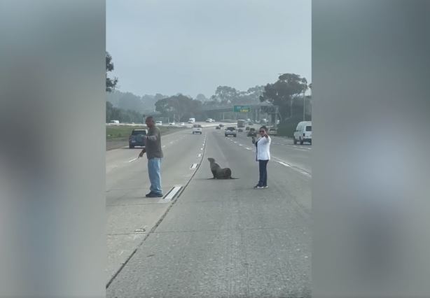 Luani i detit shpëtohet nga autostrada e San Diegos, disa kilometra larg oqeanit (VIDEO)