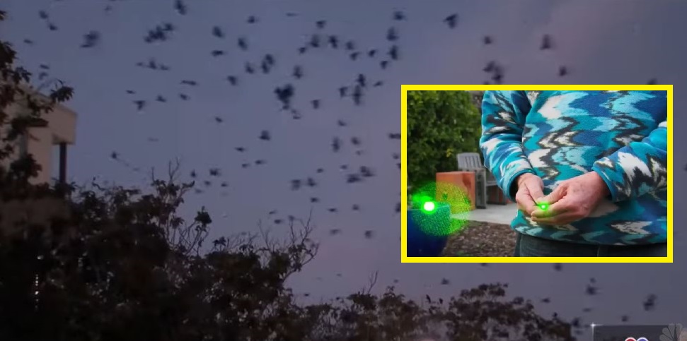 Kalifornia përdor laserë për t’i luftuar sorrat bezdisëse (VIDEO)