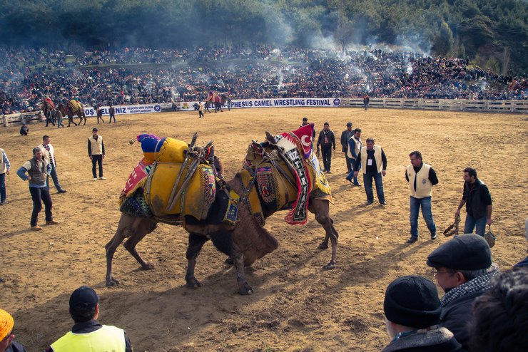 Mbahet Festivali i Mundjes së Deveve në Turqi, 160 deve luftojnë mes vete