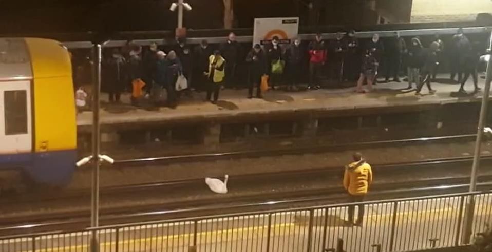 Mjellma kokëfortë vonon trenat e metrosë së Londrës